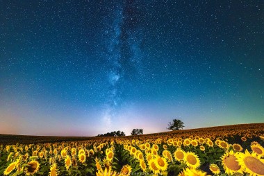 Sunflower Milky Way