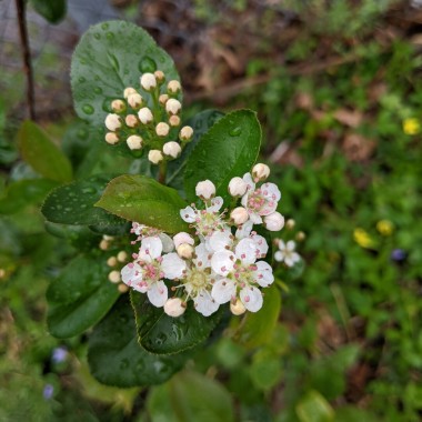 Species: Aronia melanocarpa. A closeup of a cluster of small flowers with white petals and red stamens. Next to it is another cluster, except its blooms aren't open yet. In the background there are glossy deep green leaves with toothed edges.