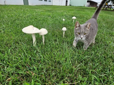 large white mushroom with a farm cat