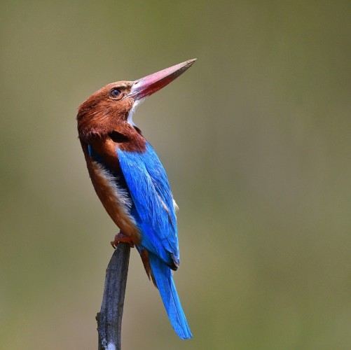 A dazzling blue back of kingfisher with its head turned to the side, showing its read beak.