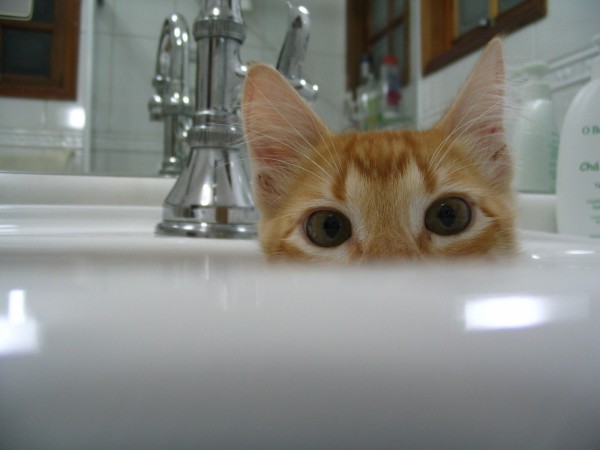 Gato asomando la cabeza desde dentro de un lavamanos.