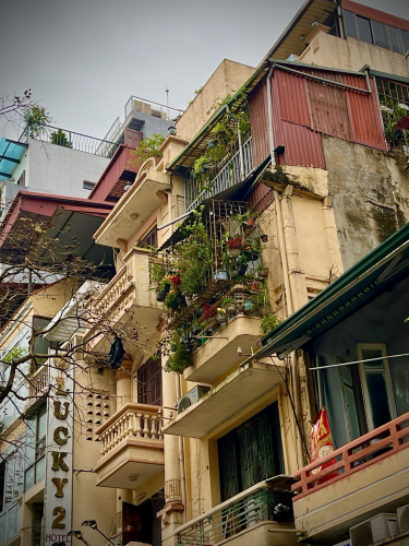 Hanoi architecture. Apartments stacked in the Old Quarter, painted golden yellow & red, potted plants hang all over the balcony 