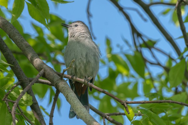 Image of a gray catbird perched on a branch with out of focus branches, green leaves, and patches of blue sky  in the background. The catbird is facing the camera with it head turned to the left leaving only one eye visible. Gray catbirds have gray feathers with ruddy feathers on their bottoms belly near the tail, a cap of black feathers, dark eyes, black beak, and black legs and feet.