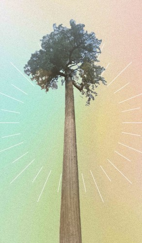 Big Lonely Doug, iconic old growth Douglas Fir tree. Background is edited with muted green & yellow, with white ray lines in a circle around the tree.