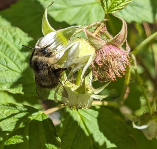 Close up of a bumblebee with her head stuck in a raspberry flower. A few other raspberry flowers are close by and there are green leaves in the background.