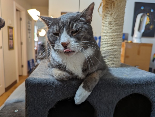 A gray and white tabby cat partially loafing on top of the hidey hole section of a cat tree. One paw is flopped off the edge. He is in the middle of licking his nose so it looks like he's taunting me.