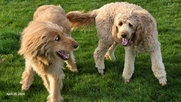 The photo shows Gus the happy 13-year old double doodle, turning to get Bob who has is mouth open because he knows Gus is coming to get him. It's playtime and the dogs are romping on the green grass in the park.