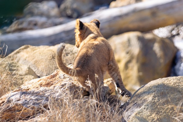 A lion cub prancing around on some rocks with his back facing towards the camera. 