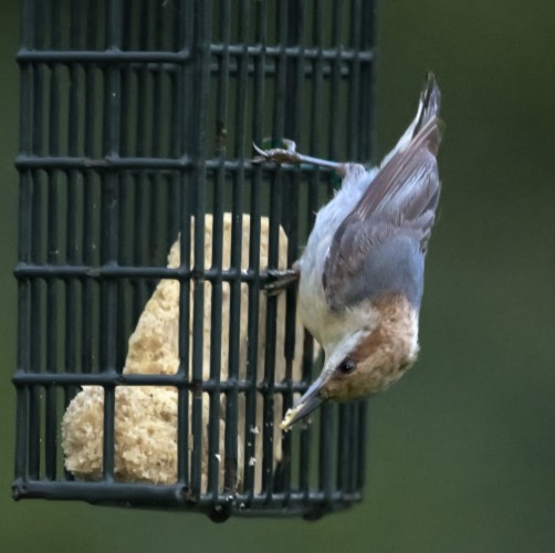 A tiny bird clings upside down to a suet feeder. You can see the creamy chin and belly, the soft gray nape, and the light brown head. This is Brown-headed Nuthatch. Photo by Peachfront. May 2024.