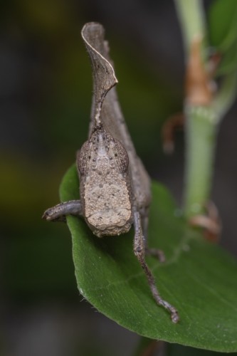 head-on view of a grasshopper from the family Chorotypidae, which has an enlarged pronotum that obscures its profile and moves slowly to mimic a dead leaf  