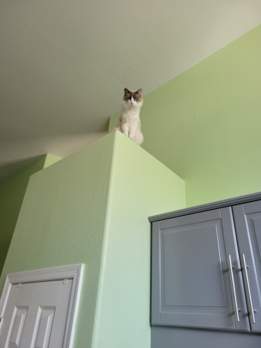 Photo of a fluffy siamese mix cat sitting high above kitchen cabinets on a landing near a vaulted ceiling. The cat is looking down and directly at the viewer.
