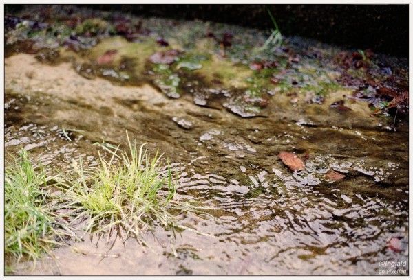 Colour picture of a gentle stream of water running over the bottom of a stone trough. Moss, sand, leaves and other detritus has built up around the edge and other spots allowing tufts of grass to grow on them.