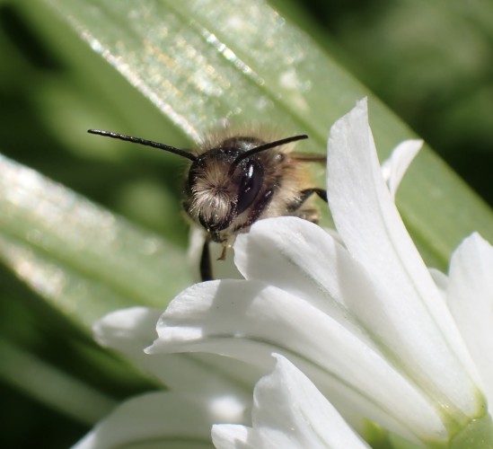 A bee’s face and antennae are seen over the profile of a white flower, the rest of the body hidden away.
