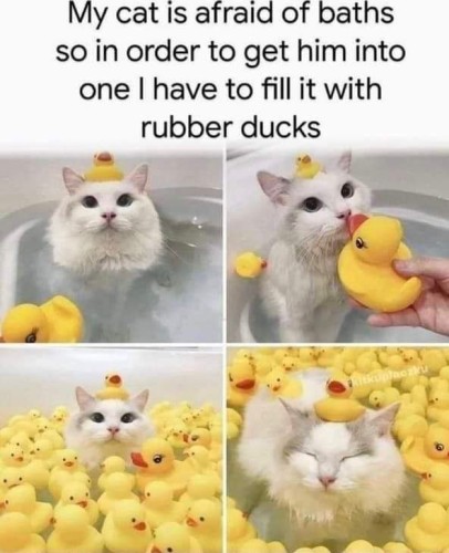 For photos of a white cat sitting in a bath of water, increasingly surrounded by yellow rubber ducks. Caption: My cat is afraid of baths so in order to get him into one I have to fill it with rubber ducks.