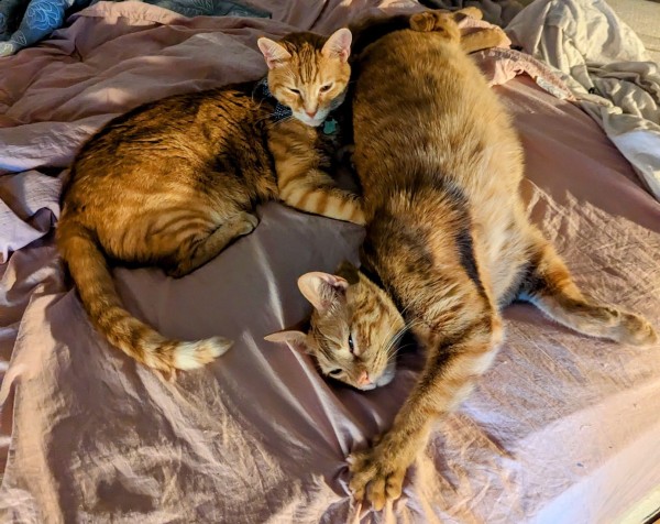 Two orange boys in our pink sheets. Ramza (left) looks comfortable. Aymeric (right) is hedonism incarnate.