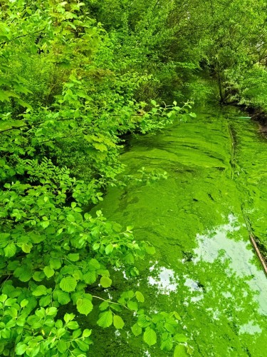 This picture is green. You can see a stream that is green with duckweed. On the left bank are various green bushes.