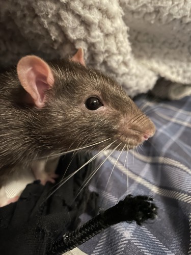 Close-up of a cute little pet rat with glossy eyes, resting on fabric with a grey fluffy blanket in the background.