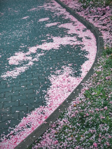 Pink petals scattered on a road. A twisty curb can also be seen in the frame.