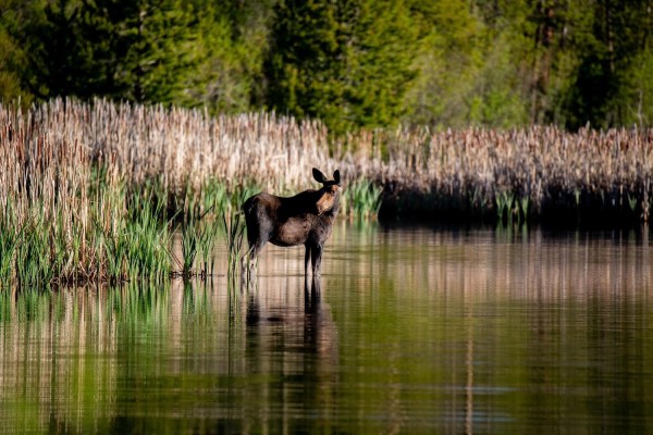 photo - moose in wetlands, Colorado