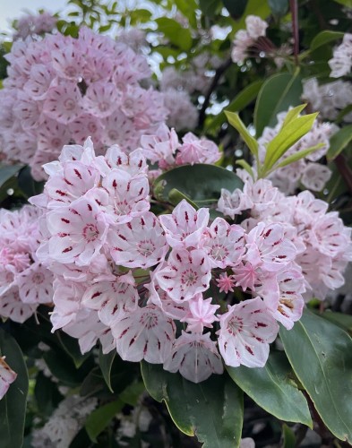 This is a photo of the pale pink flowers of the Mountain Laurel.
The dense blooming of the tiny flowers was very spectacular.
