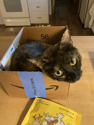 A small torture cat is curled up in a box on the kitchen counter. She has craned her head around to look at the camera. She is ridiculous. 