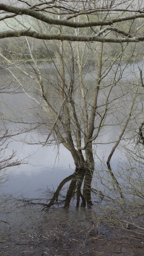 Baum im Wasser gespiegelt. 