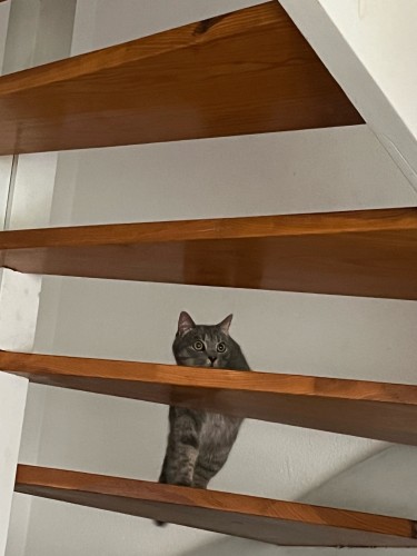 Le chat gris monte les escaliers en toute discrétion.
