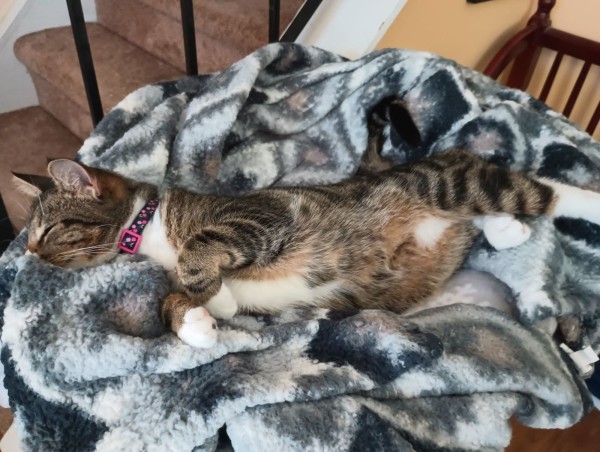 A 1 year old tabby cat is lying on her side as she sleeps on her warm fuzzy grey and white blankets.  Her little white front paws are curled up by her chest.  Her nose is hidden by the blankets.