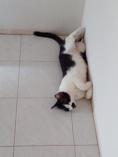 a photo of our cat penguin, he is black and white colored, he looks like a white cat that had black paint poured on him in random places, he is stretched out and comfortable looking 