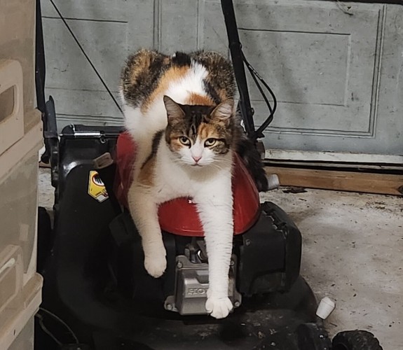 Tabby cat on a lawn mower