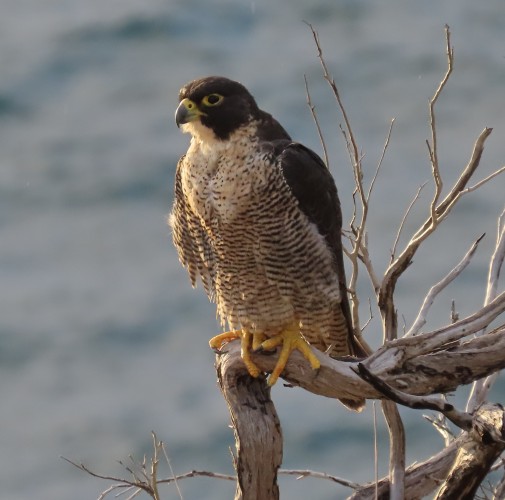 A Peregrine Falcon perches on a branch