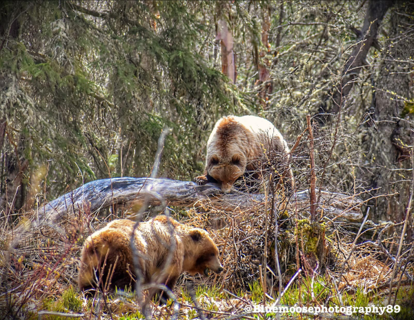 Two brown bears, a mom and cub, according to the photographer, playing in the woods.