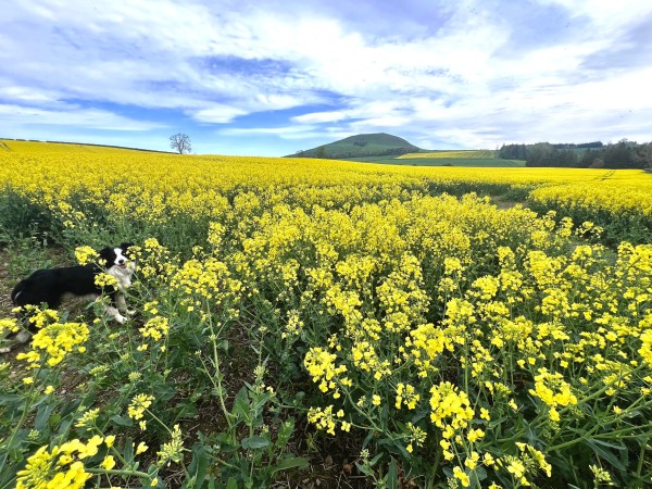 Bright rape seed below the Mintos with a Collie in the foreground