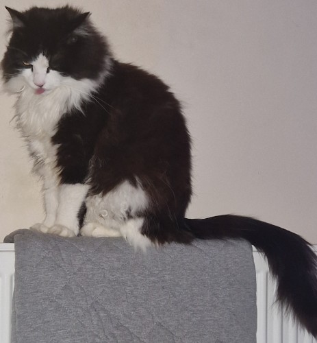 Eric, a fluffy black and white cat, sitting on a radiator bed, but the bit that hooks over the radiator. His tongue is sticking out and he looks a bit drunk.