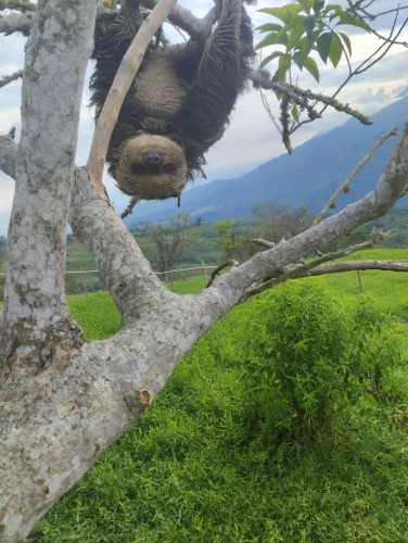 A sloth hangs upside down from a tree, and stares at the camera.