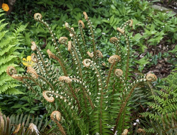 Against a leafy background, a fern plant is opening up. One can see how, first, the main stalk unrolls, and then each pair of leaves. 