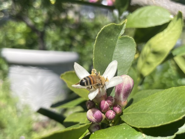 Closeup of a cluster of pink lemon flower buds at the center of several green leaves.  One flower is open, and there is a golden honeybee head-down inside it, sticking its butt in the air.