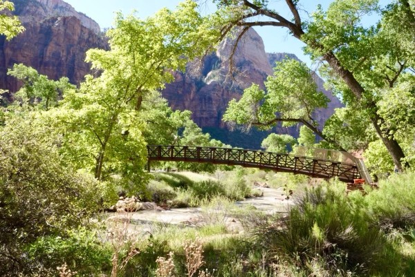 Zion NP, with massive stone formations in the background, arching green trees, shrubs & a footbridge in the foreground. 