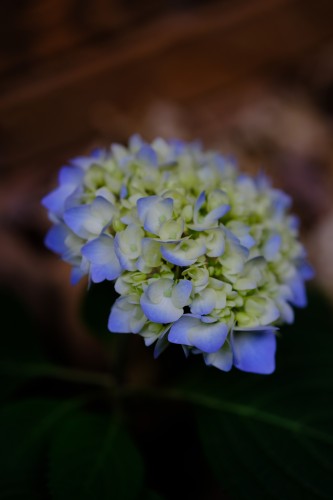 Young hydrangea closeup with light violet colors