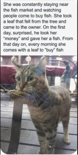 Picture of a small cat with a leaf in her mouth, standing beside some outdoor chairs.  Text reads:
She was constantly staying near the fish market and watching people come to buy fish. She took a leaf that fell from the tree and came to the owner.  On the first day, surprised, he took her "money" and gave her a fish.  From that day on, every morning she comes with a leaf to "buy" fish.