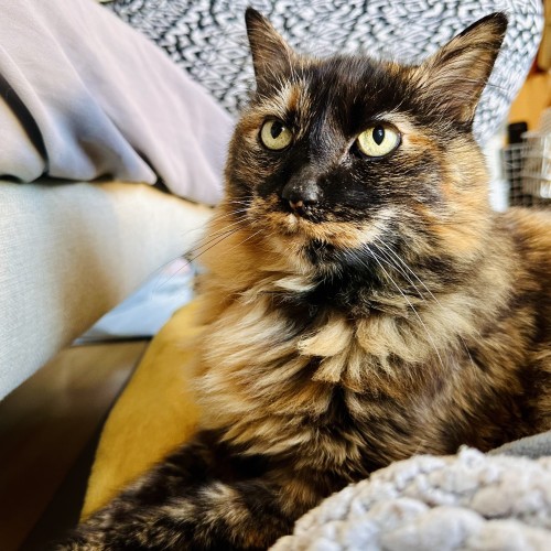 A photo of a tortie looking very regal 