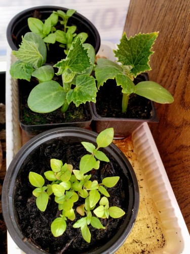 Tray with food plant seedlings. Basil at top & bottom - many seedling. Cucumber seedlings are in the middle of tray - 3 plants in 2 seed starter pots.