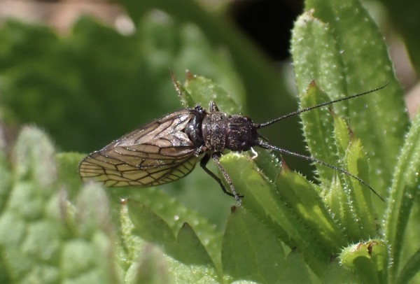 Dark insect with strong wing venation and long antennae walking on leaves.