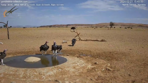 A screen shot from a live webcam at a watering hole in the Namib desert, showing six lappet-faced vultures, some around the hole, a couple on the surrounding sand, and one in a dead tree behind.