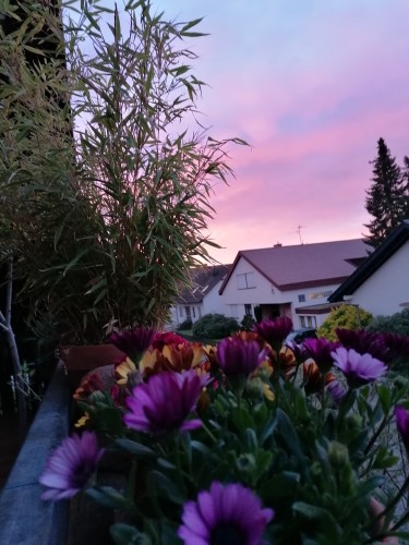 Ein rosa Morgenhimmel über den Dächern der Nachbarschaft und Blumen und Bambus auf meinem Balkon.