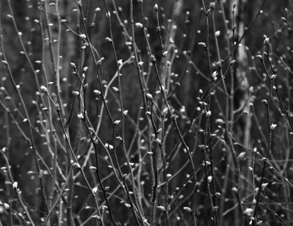 Black and white photograph of bush branches with hairy leaf buds just starting to open. Some branches, twigs and buds are on focus, and others are not, with a blurred background.
