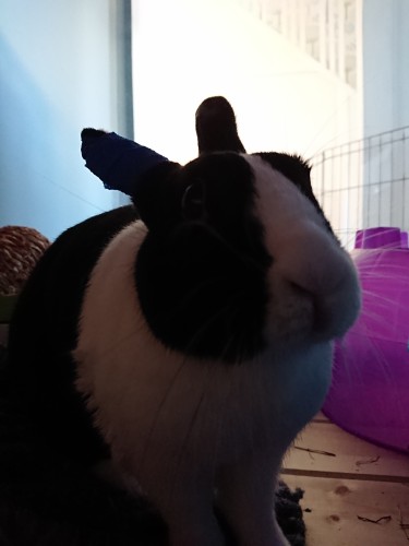 A black and white Dutch rabbit sits in her pen, looking at the camera. She has a blue bandage on her ear. 