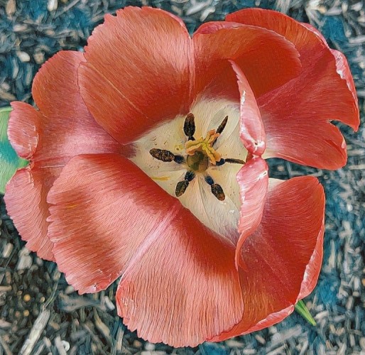 A closeup of a red tulip that is rather past it's prime. Altered with a filter that gives it a painterly effect. The background is mulch that has been given shades of blue, grey, brown. Center of tulips is cream colored and stamens are brown and gold.