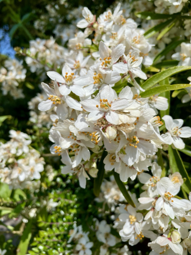 A cluster of white blossoms with orange stamens.