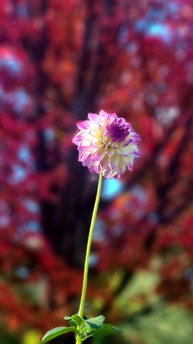 A pink and white dahlia stretching up on a tall stem with an autumnal red coloured tree blurred in the background 